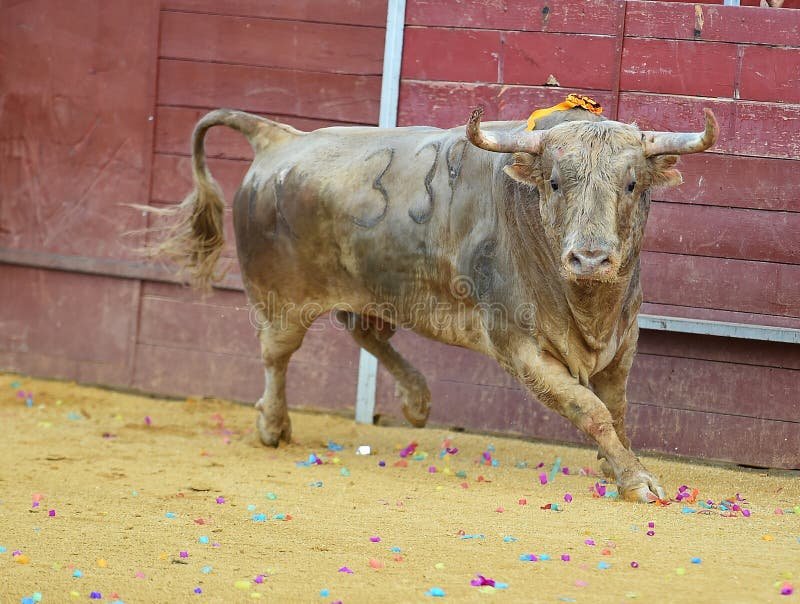 Bullspins in United Kingdom